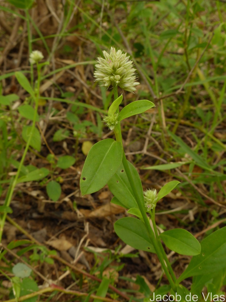 Allmania nodiflora (L.) R.Br. ex Wight